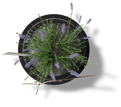 Lavender plant